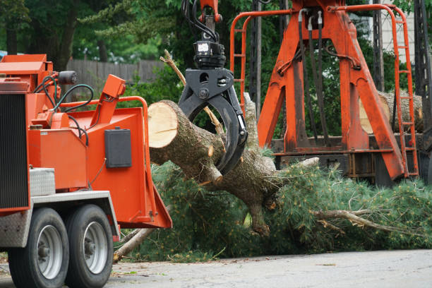 Residential Tree Removal